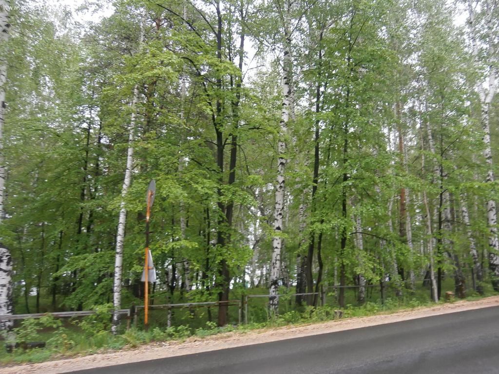 Земельный участок "Зеленый мыс", лес